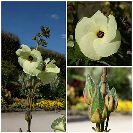 Musk okra plant at Jardin des Plantes - collage